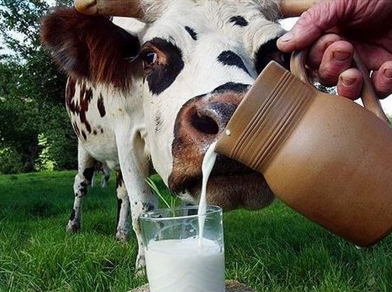 Молоко - это еда и напиток для здоровья. 